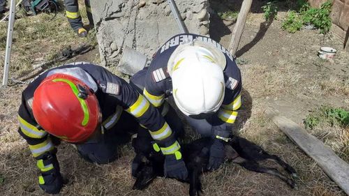 Un cățel a fost salvat dintr-o fântână de 12 metri adâncime / Pompierii l-au scos aproape mort