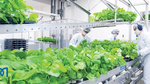 Primul vaccin împotriva COVID-19 pe bază de plante și-a dovedit eficiența în faza a treia a studiilor clinice. Are o eficacitate de peste 75% împotriva variantei Delta 