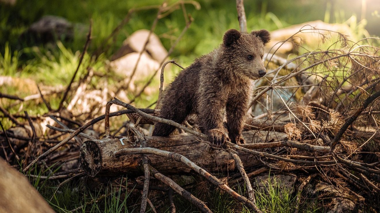 VIDEO Doi pui de urs au devenit cameramani / WWF a publicat primele imagini filmate cu camerele atașate de animale