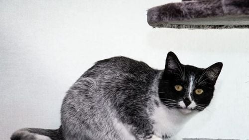 Noua culoare de pisică descoperită în Finlanda: „Salmiak”, blana în trei nuanțe care îi uimește pe oamenii de știință