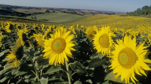 ANALIZĂ | Cum ar putea floarea-soarelui cultivată de fermierii români să alimenteze avioanele Europei / Andre Negreiros (Corteva), despre potențialul biocombustibililor: „Este o oportunitate uriașă pentru fermierii din România”