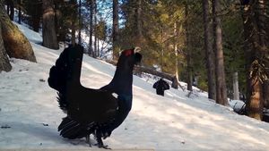 FOTO Imagini rare cu „parada nupțială” a cocoșului de munte, surprinse în Parcul Natural Apuseni