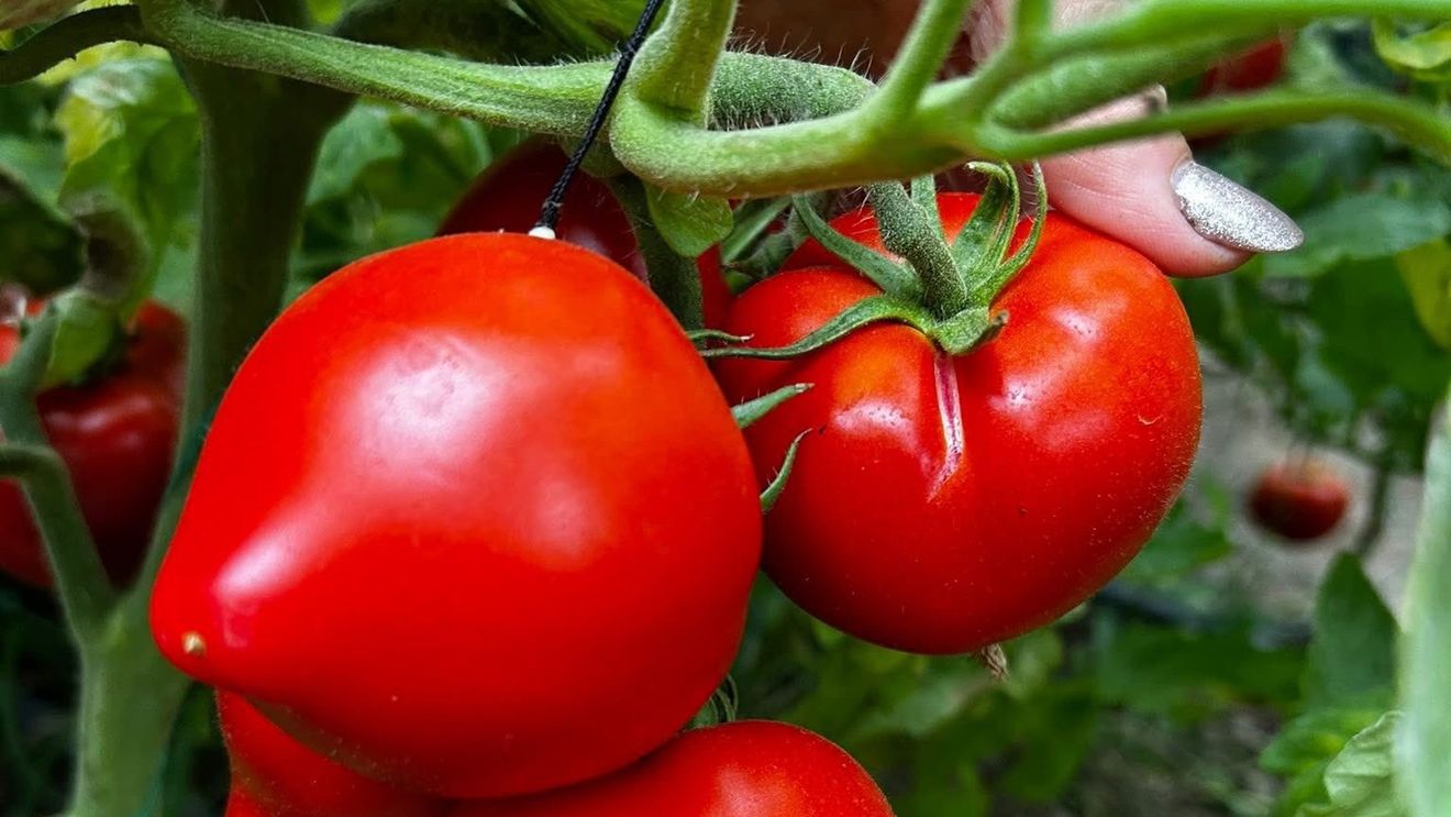 REPORTAJ / Tomatele extratimpurii, vândute la poarta solariilor cu 42 lei kg / Producătorii au avut costuri crescute cu 40 %  / De ce fermierii trebuie să aibă cele două soiuri bulgăești, Paris și Prekos