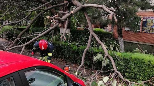 UPDATE Aproape 60 de copaci căzuți și peste 30 de mașini avariate în București și Ilfov din cauza vântului puternic