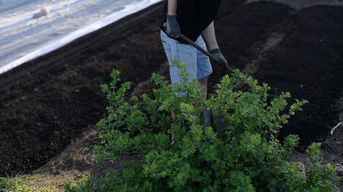 FOTO Un tânăr din Anina vinde legume crescute la 800 de metri altitudine, pe un deal terasat: ”Am cărat cu targa zeci de tone de compost” / ”Salata noastră este fabrica de bani (...) Vindem tot din prima zi, deoarece comenzile să iau online”