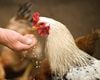 Primul deces uman cauzat de virusul gripei aviare H5N5 a fost înregistrat în SUA
