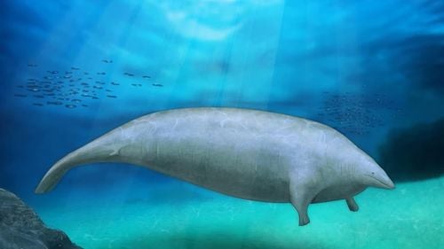 VIDEO Cel mai greu animal care a existat vreodată pe Pământ ar fi avut 20 de metri și până la 340 de tone, susțin specialiștii