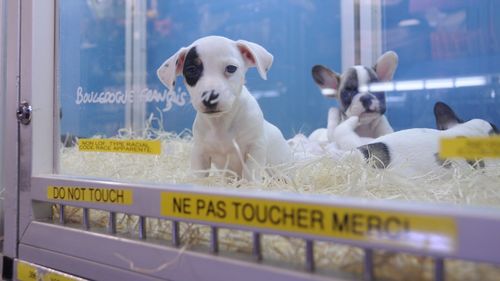 Adio vânzărilor de pisici și câini în pet shop-uri! UE schimbă regulile pentru toți iubitorii de animale