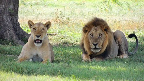 O organizație din India solicită tribunalului ca doi lei să nu stea în aceeași incintă: Leoaica poartă numele unei zeiţe hinduse, în timp ce leul este denumit după un împărat mogul musulman