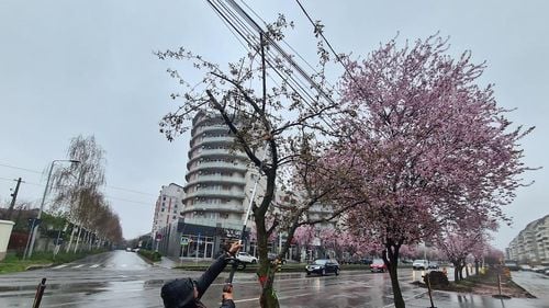 Un sfert din arborii plantați în Oradea s-au uscat / 657 de arbori vor fi înlocuiți de către firma care i-a plantat