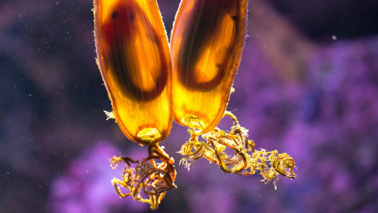 Voluntarii ecologiști au găsit peste 18.000 de carcase de ouă de rechin într-un golf din Marea Britanie