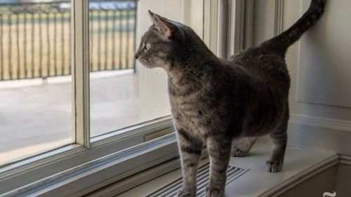 Familia Biden a adoptat o pisică la Casa Albă. Willow (Salcie) îl va avea ”colocatar” pe Commander, un ciobănesc german