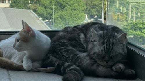 Partajul animalelor de companie: cine preia custodia acestora atunci când stăpânii se despart? / Opinii de la psiholog și avocat