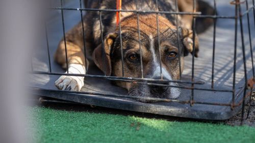 Percheziție la o locuință din Sectorul 6 unde ar fi fost maltratați câini / Polițiștii au găsit patru cadavre ale animalelor