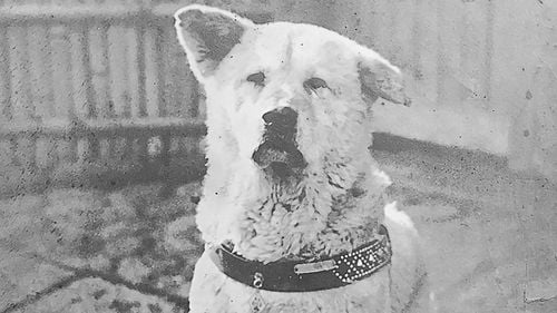 Tokyo sărbătorește 100 de ani de la nașterea celui mai credincios câine din lume / Povestea tristă a lui Hachiko, care și-a așteptat 10 ani stăpânul, fără să știe că acesta nu va mai apărea