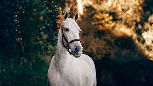 Doi răniţi, după ce un autoturism a acroşat un cal în oraşul Slănic / Este al doilea accident produs în două zile in judeţul Prahova in care sunt implicate animale lăsate nesupravegheate