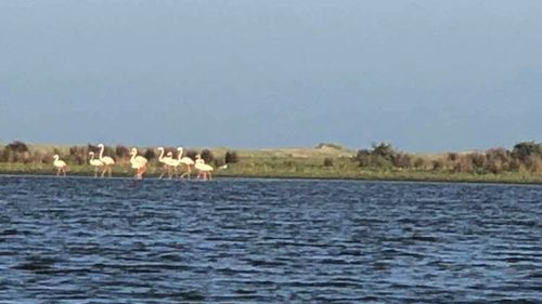 Păsările Flamingo au ajuns în Delta Dunării. Este cel mai mare grup văzut în ultimul secol în rezervația naturală