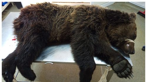 Urs rănit grav, după ce a fost lovit de o mașină, în Brașov, tratat de veterinari / ”Picioarele de pe partea dreaptă au ligamentele rupte și sunt rotulele sărite din genunchi. E în stare de șoc”