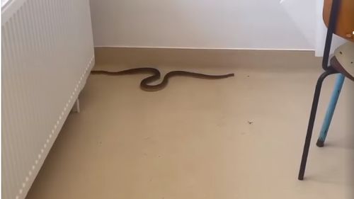  Şarpe, filmat în Spitalul Orăşenesc Balş / Reptila a intrat pe uşa de acces a personalului şi s-a refugiat într-o sală de mese