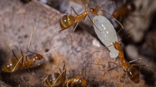 Furnicile nebune galbene fac ravagii în satele din sudul Indiei. Insectele nu mușcă sau înțeapă, dar pulverizează acid formic și "mănâncă orice și oricât"