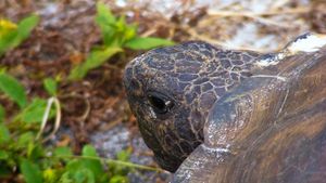 Invazie de țestoase de Florida în Parcul Natural Lunca Mureșului / ”Ecosistemul este afectat din toate punctele de vedere. Sunt specii care iau locul speciilor autohtone”