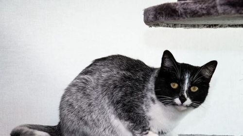 Noua culoare de pisică descoperită în Finlanda: „Salmiak”, blana în trei nuanțe care îi uimește pe oamenii de știință