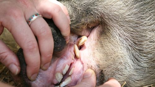 Fermierii nu-și mai permit să plătească medicii veterinari / Aceștia trebuie să concureze cu statul, care le oferă medicilor indemnizație de 10 mii de lei