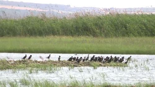 Cum au ajuns cormoranii pretext de făcut bani. Schema prin care se fac profituri substanțiale din lipsa producției de pește