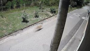 Șacal filmat aproape de centrul municipiului Aiud / Animalul sălbatic a fost surprins fugind după o pisică