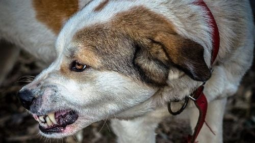 Un copil de trei ani a fost mușcat de față de un câine, într-o localitate din Ilfov / A fost operat de urgență / Polițiștii l-au găsit pe proprietarul câinelui și au deschis dosar penal