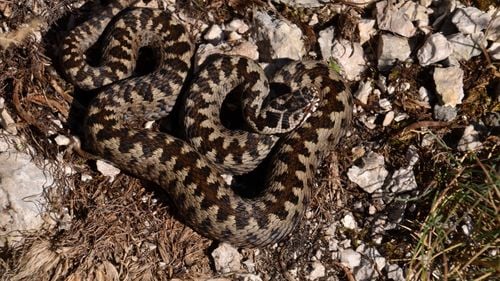 Vremea caldă a făcut ca viperele să iasă mai devreme din hibernare / Avertizările salvamontiștilor pentru turiști