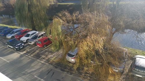 Salcia - simbolul Floriilor: simboluri religioase și întrebuințări practice