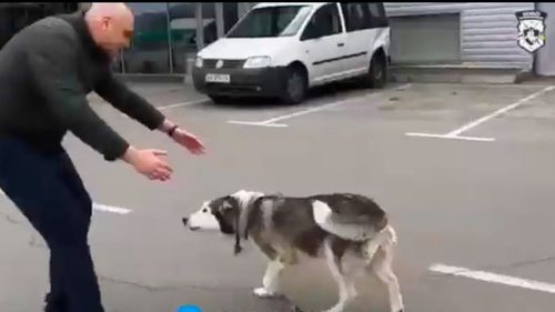 VIDEO Moment copleșitor în orașul Bucea, surprins la reîntâlnirea unui câine husky cu stăpânul său