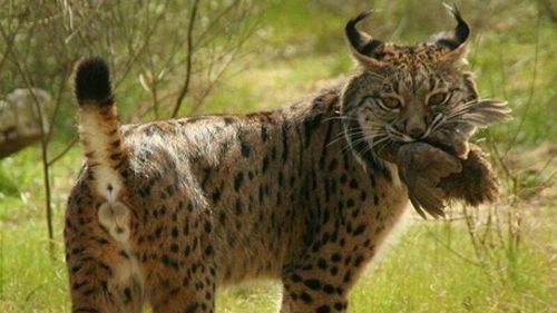 Râsul iberic, una dintre cele mai rare feline din lume, nu mai este pe cale de dispariție