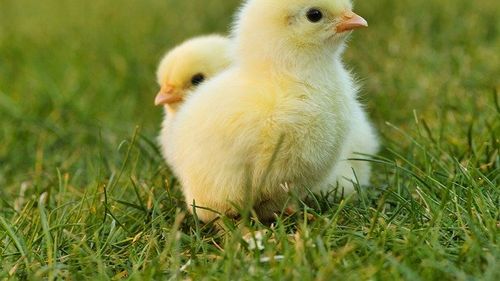 Ministrul german al agriculturii, Julia Klöckner, vrea să interzică uciderea puilor de găină