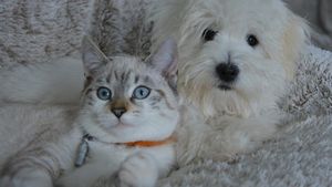 Criza climatică și animalele de companie: Câți câini și pisici poate susține Pământul?