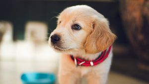 7 pași pe care să îi urmezi când aduci un pui de cățel acasă: Cum îl învățăm să-și facă nevoile și cum facem să nu plângă noaptea