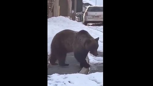 VIDEO Un urs rupe scânduri dintr-un gard încercând să intre într-o gospodărie din Azuga