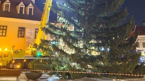 Brad de 20 de metri în centrul Brașovului, pentru care plătește doar tăierea și drumul / Primăria cumpără și 3.500 kg de cetină