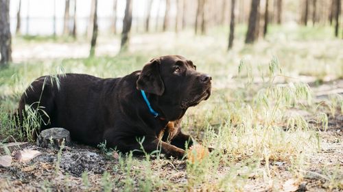 Cum reușesc câinii pierduți să găsească drumul spre casă, indiferent de obstacole. Știinta din spatele acestei superputeri