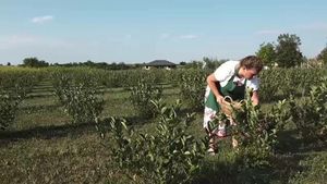Două plante exotice au început să fie tot mai cultivate în România. Doi juriști s-au apucat de agricultură și au succes