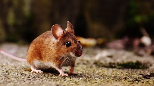 Descoperire științifică fără precedent: Cercetătorii au reușit să facă pielea unui șoarece transparentă / „Poți vedea ce a mâncat la micul dejun”