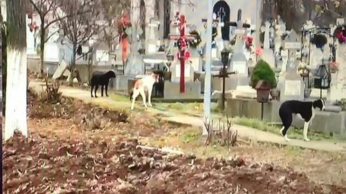 VIDEO Cimitirul unde e depusă femeia ucisă de maidanezi e plin de maidanezi. Poliția locală a chemat hingherii