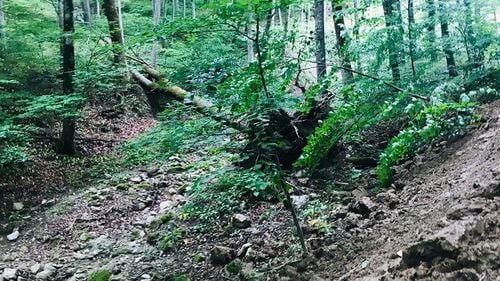 Legea USR de înființare a ”DNA-ului pădurilor” a fost scoasă de pe ordinea de zi a plenului Senatului, unde aștepta să primească votul final, și retrimisă pentru dezbatere la comisiile de specialitate / Goțiu: ”Mafia Pădurilor a căpătat păsuire de o săptămână, dar legea va trece”