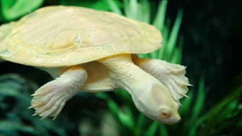 Un pui de țestoasă albinoasă din Galapagos s-a născut într-o grădină zoologică din Elveția/ Este prima dată în lume când o țestoasă albinoasă se naște în captivitate