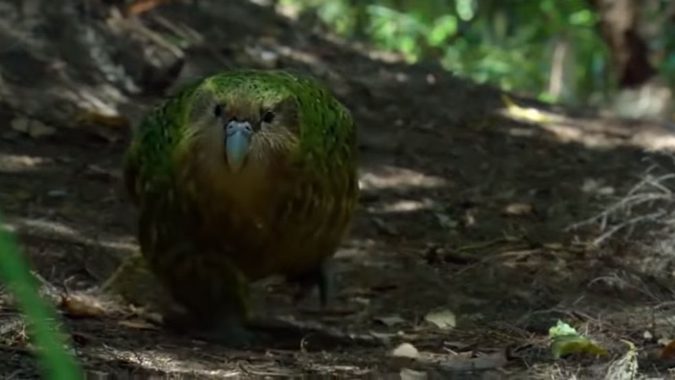 VIDEO Kākāpō, cel mai gras papagal din lume, desemnat pasărea anului 2020 în Noua Zeelandă