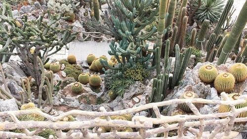 Nicuşor Dan: Cele patru pavilioane Expoflora cu flori exotice din Parcul Regele Mihai I se vor redeschide pentru public în luna mai / Plante de colecție din Indochina, Caraibe sau Oceania