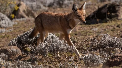 Un studiu sugerează că lupii din Etiopia pot fi și polenizatori, pe lângă prădători