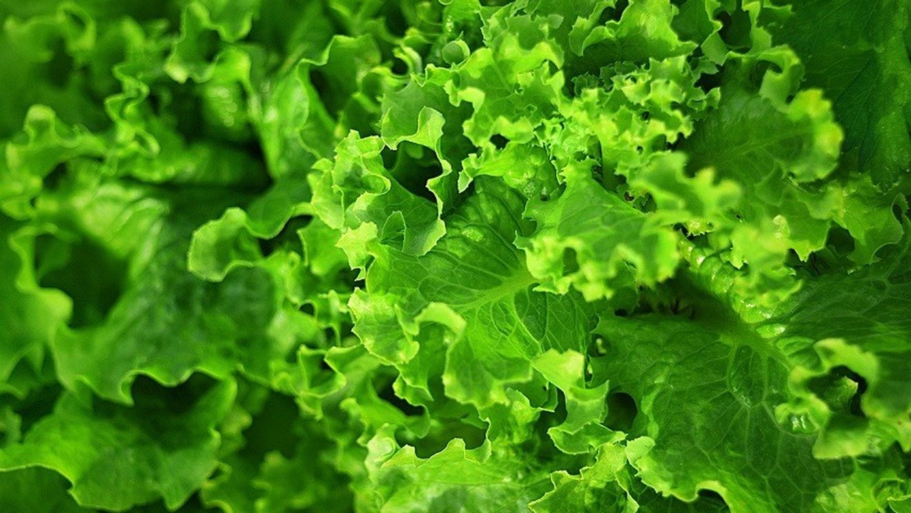 Salata cultivată în spaţiu este sigură pentru consum şi nutritivă, au anunţat astronauţii NASA