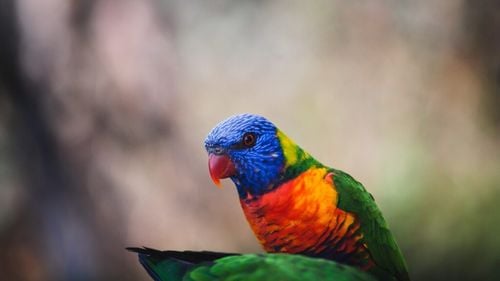 Papagali rari, țestoase și chiar pui de elefant: Vânzările ilegale din Nepal s-au mutat pe rețele sociale